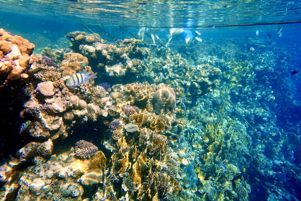 Snorkeling Mar Rojo Egipto Consejos Experiencias Arrecifes domésticos Otro punto destacado fue el snorkeling con tortugas y delfines salvajes. Las tortugas son mis animales favoritos en el océano. Irradian una calma y una serenidad que nunca dejan de impresionarme. Pude seguir a una gran tortuga marina durante media hora mientras respiraba en la superficie y luego se zambullía de nuevo. Me dejó acercarme mucho y hasta pareció sonreírme. Fue una sensación increíble sentir tal conexión con un animal salvaje.