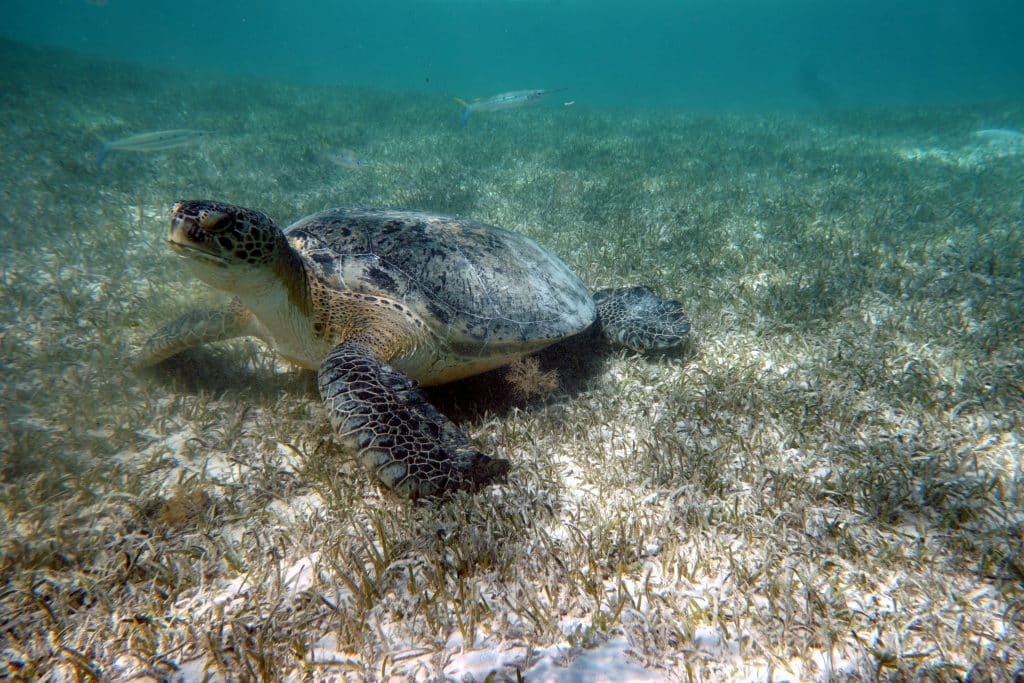 Schnorcheln Rotes Meer Ägypten Tipps Erfahrungen Hausriffe