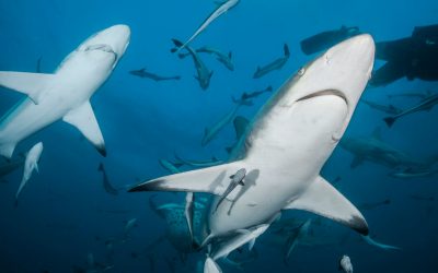 Hai-Arten im Mittelmeer – gefährlich für Urlauber beim Schwimmen?