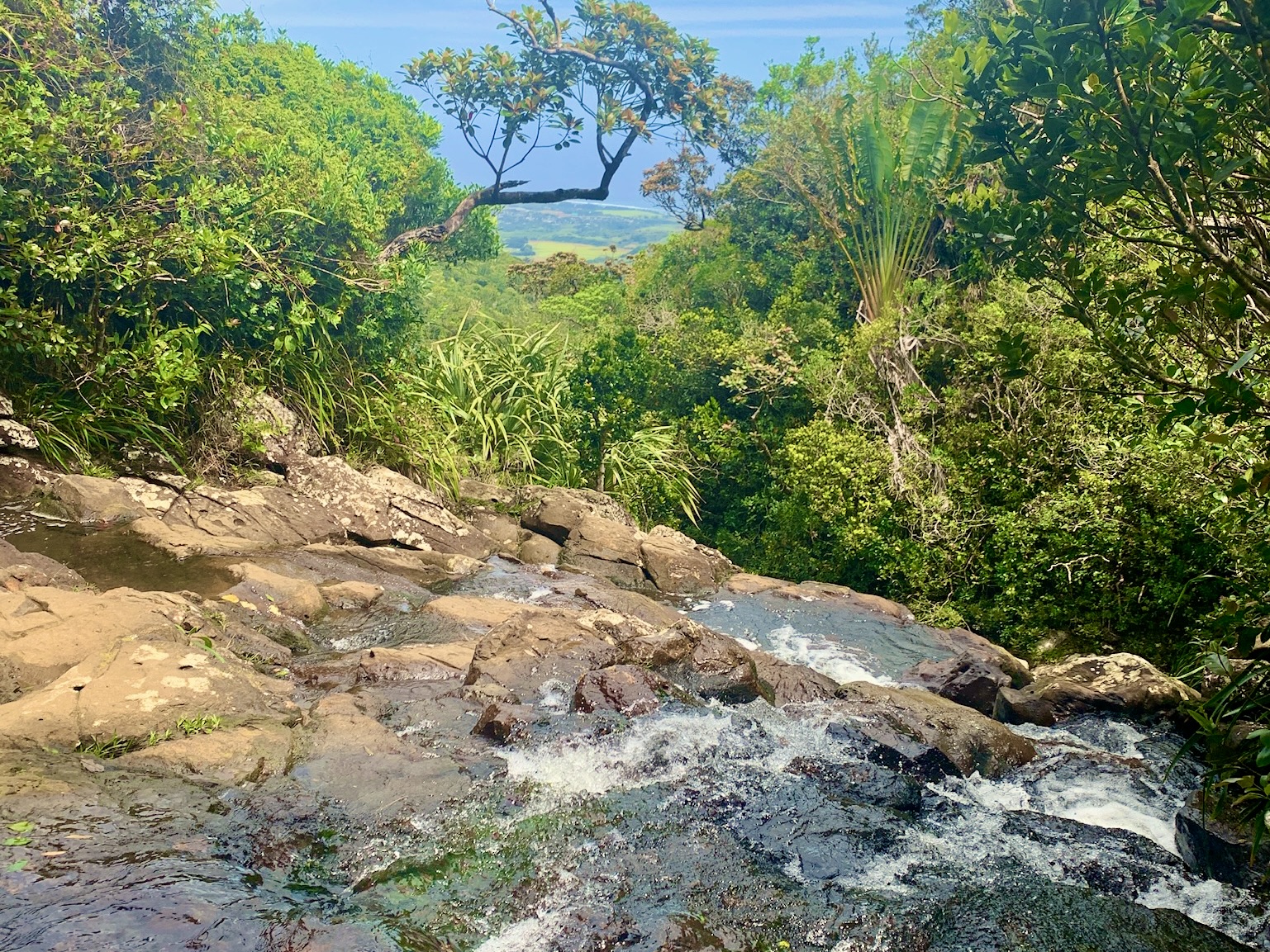 Im Black River Gorges National Park gibt es viel zu sehen und zu erleben. Wenn du wirklich viel sehen und entdecken möchtest, solltest du während deiner Mauritius Reise mehrere Tage für den Park einplanen. Nachfolgend nur einige Black River Gorges National Park Highlights und Aktivitäten, die du nicht verpassen solltest: