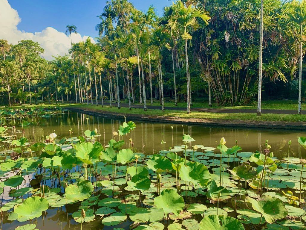 Mauritius botaniska trädgårdstips Upplevelser Pampelmousses Sir Seewoosagur Ramgoolam