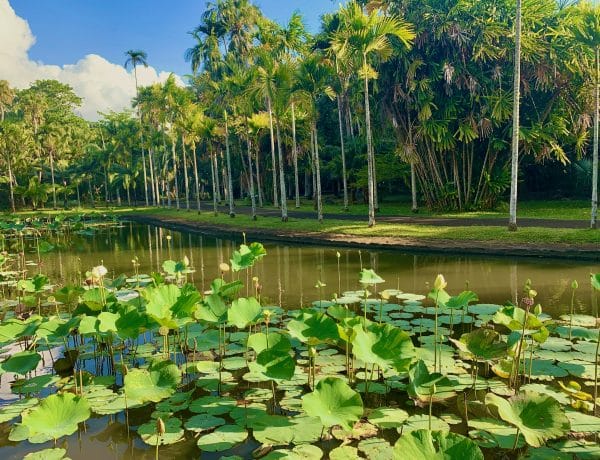 Botanischer Garten Mauritius Tipps Erfahrungen Pampelmousses Sir Seewoosagur Ramgoolam