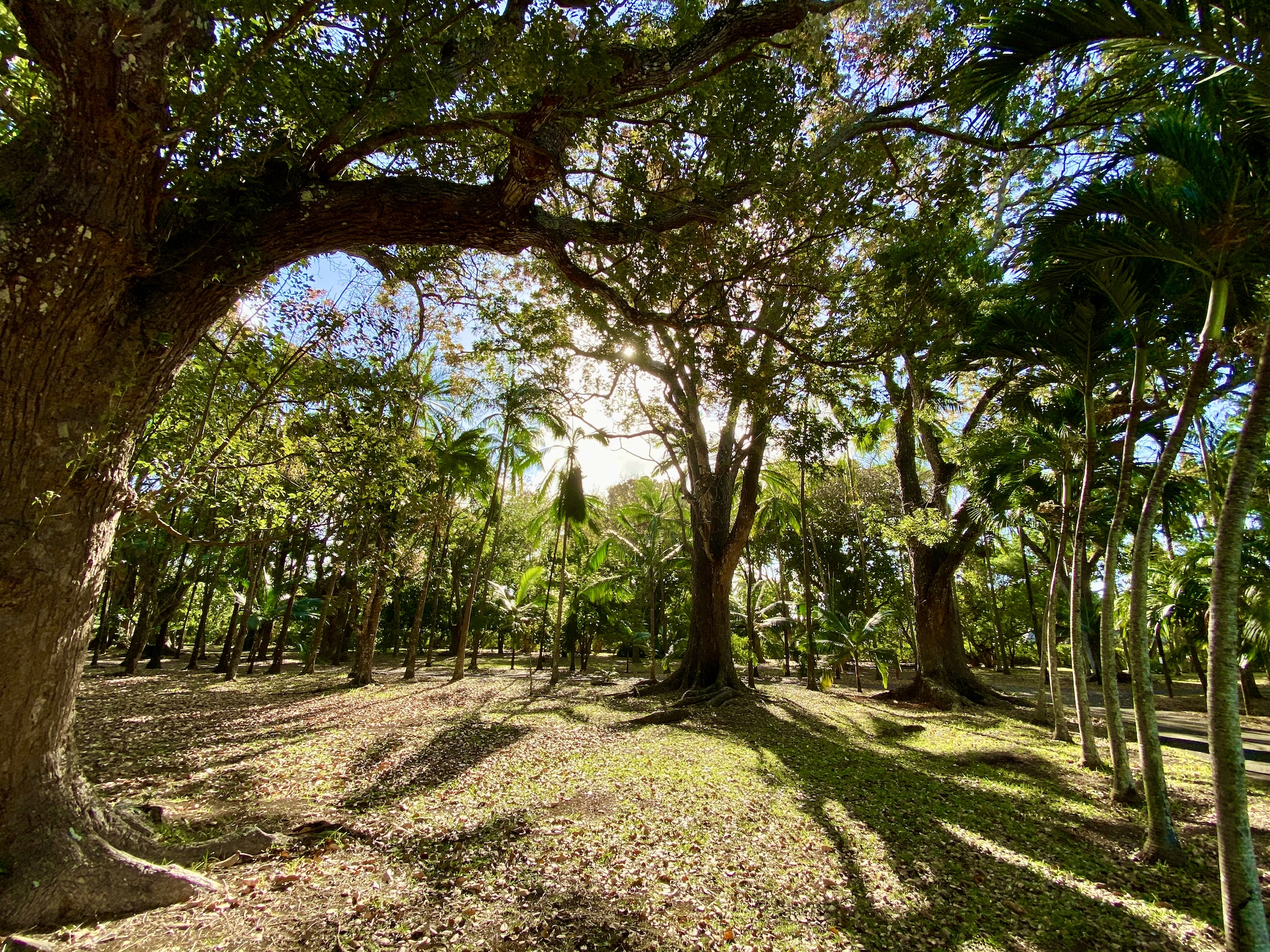 Der Sir Seewoosagur Ramgoolam Botanical Garden befindet sich in der Stadt Pamplemousses auf Mauritius. Er ist der älteste botanische Garten auf Mauritius. Der Garten erstreckt sich über eine Fläche von 37 Hektar und ist ganzjährig für die Öffentlichkeit zugänglich. Der Eintritt in den Sir Seewoosagur Ramgoolam Botanical Garden ist kostenlos.