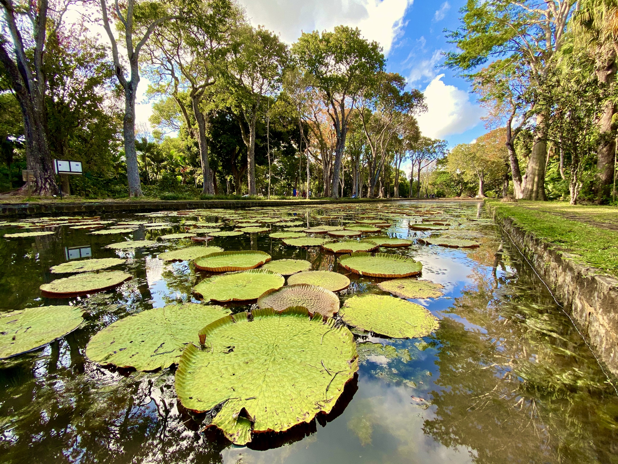 Der Teich mit den Riesenseerosen ist eine der wichtigsten Attraktionen im botanischen Garten von Mauritius.  Botanischer Garten Mauritius Tipps Erfahrungen Pampelmousses Sir Seewoosagur Ramgoolam