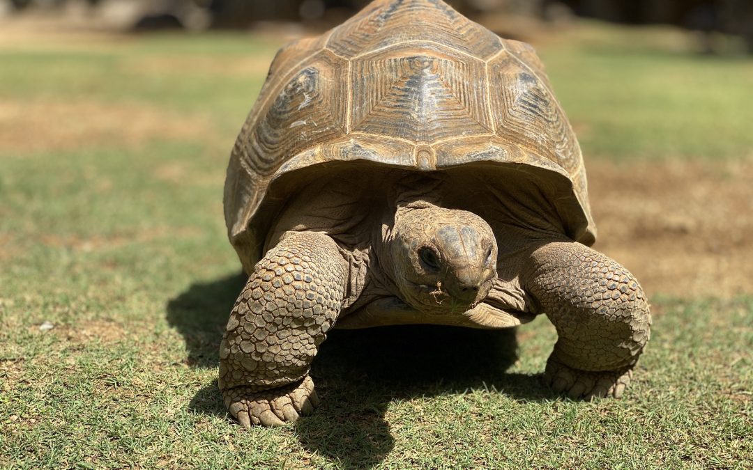 Sehenswürdigkeiten auf Mauritius – mein Erfahrungsbericht