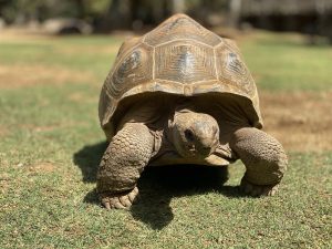 La Vanille Nature Park Mauritius Wildtierpark Mauritius