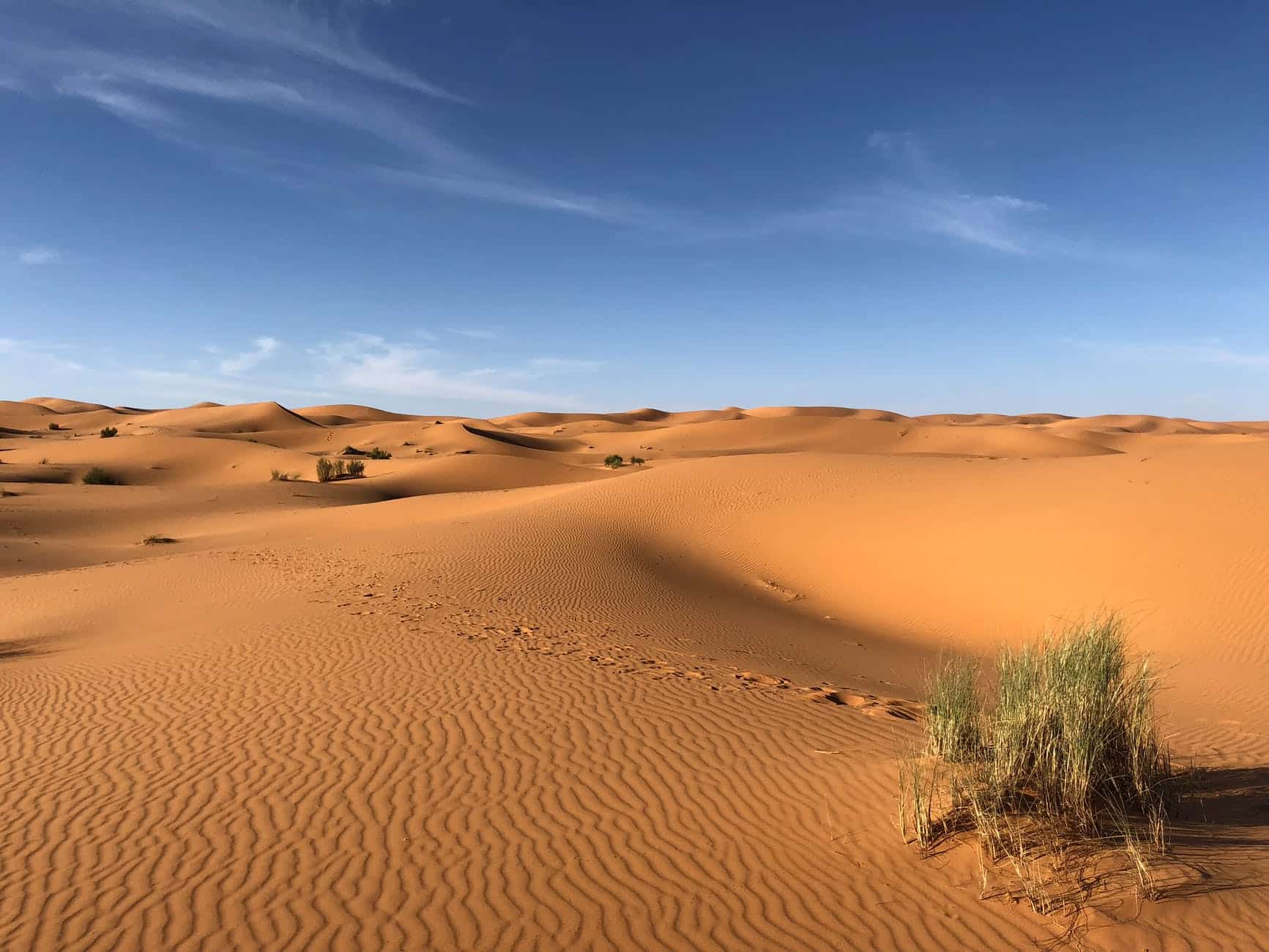 green grasses on sahara desertDie Sahara ist eine der berühmtesten Wüsten der Welt