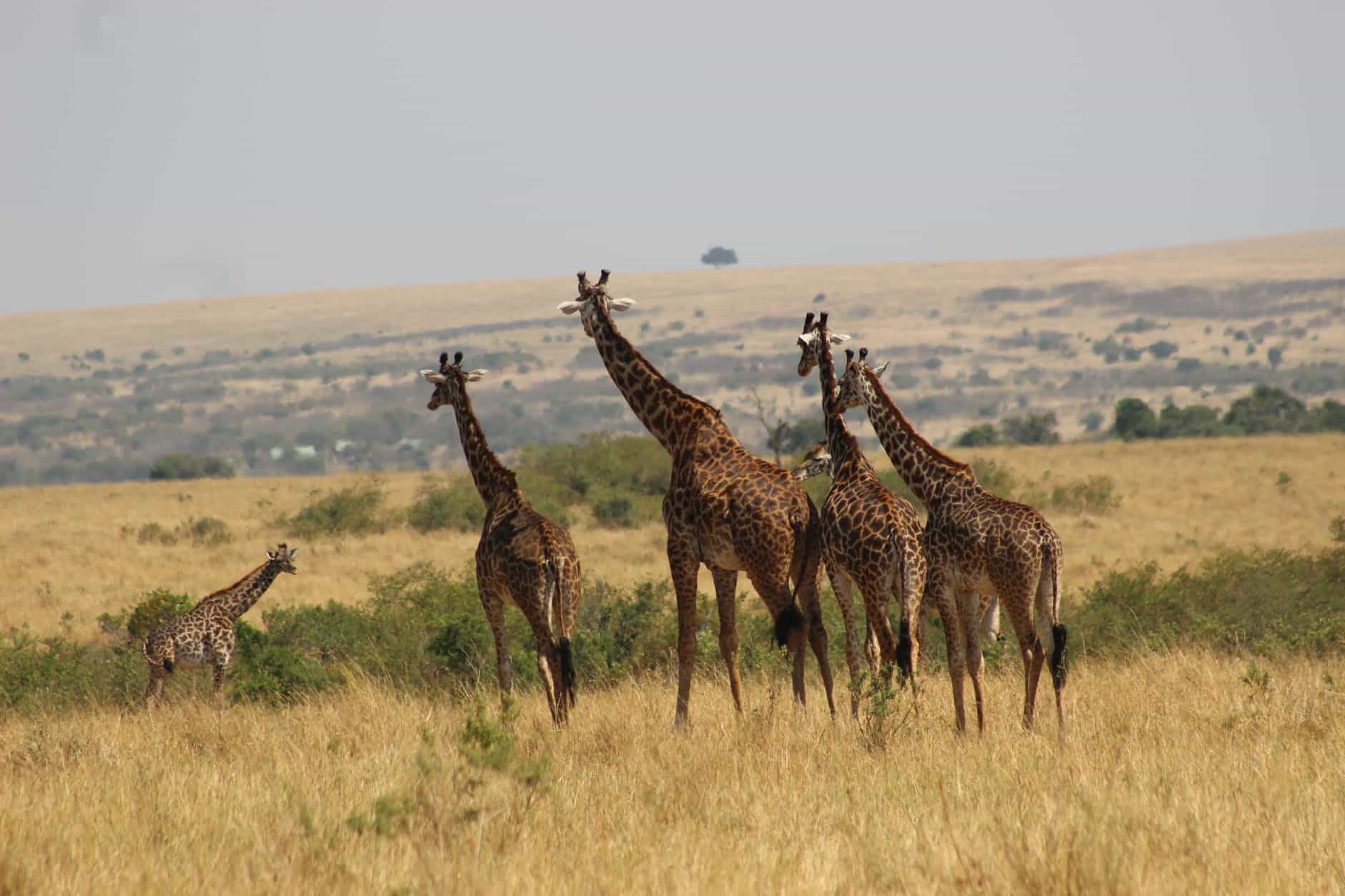 three giraffes on brown grass fieldGut und günstig Urlaub machen in Kenia.