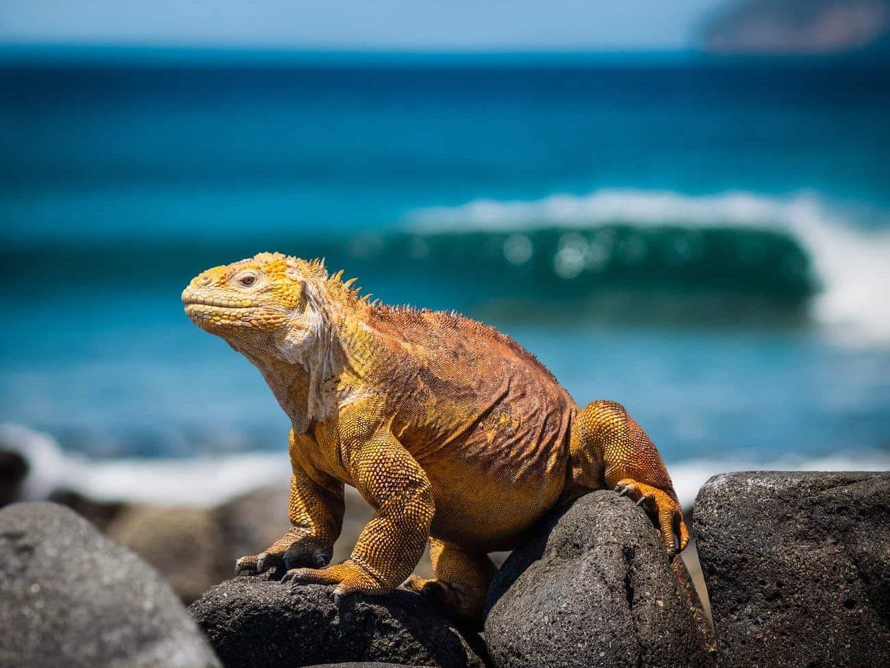 orange iguana standing on rocks Diese vulkanischen Inseln beherbergen eine erstaunliche Vielfalt an Tieren