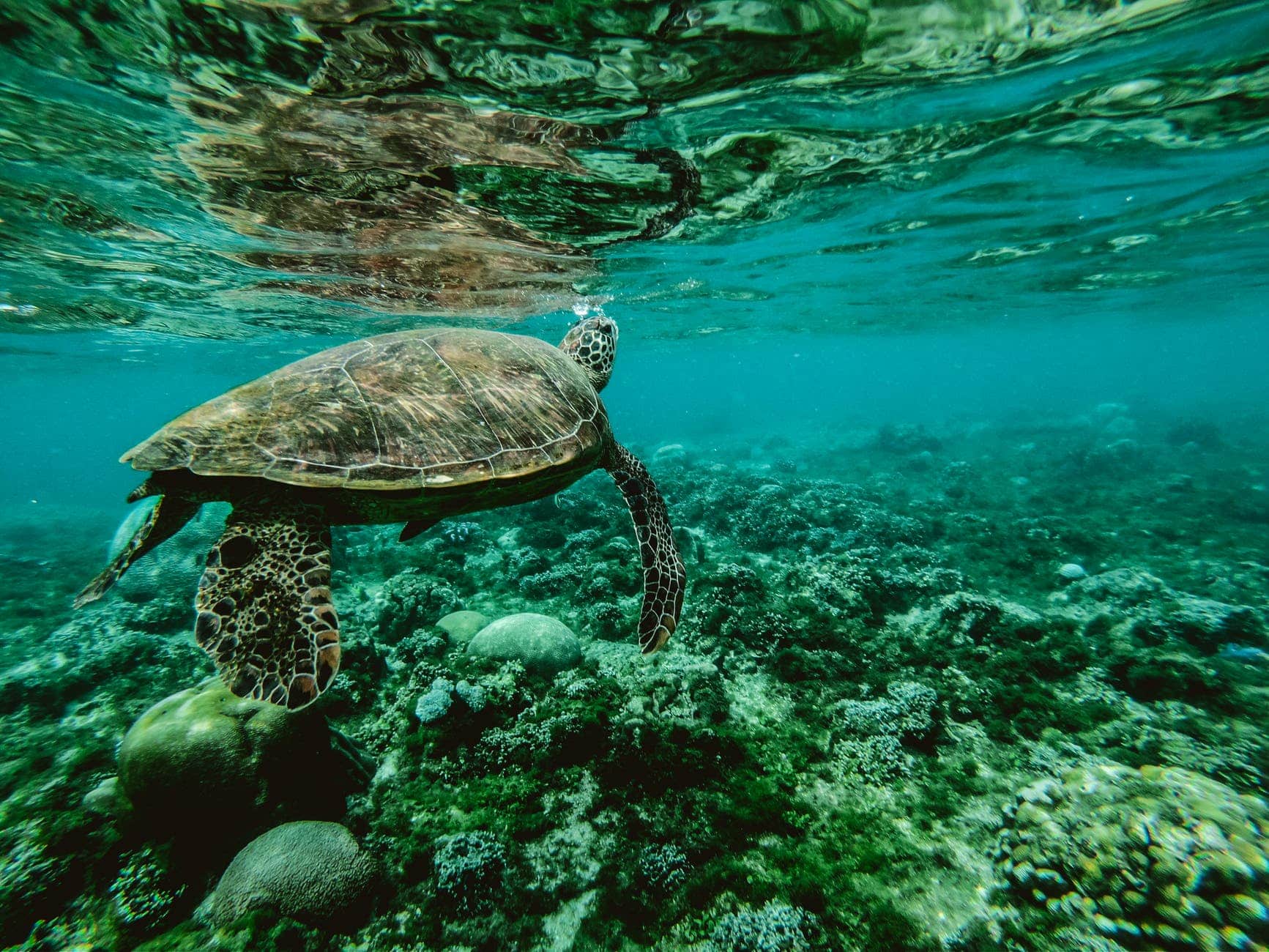 photo of a turtle swimming underwaterAls eines der beeindruckendsten Naturwunder der Erde ist das Great Barrier Reef ein Muss für jeden Reisenden.
