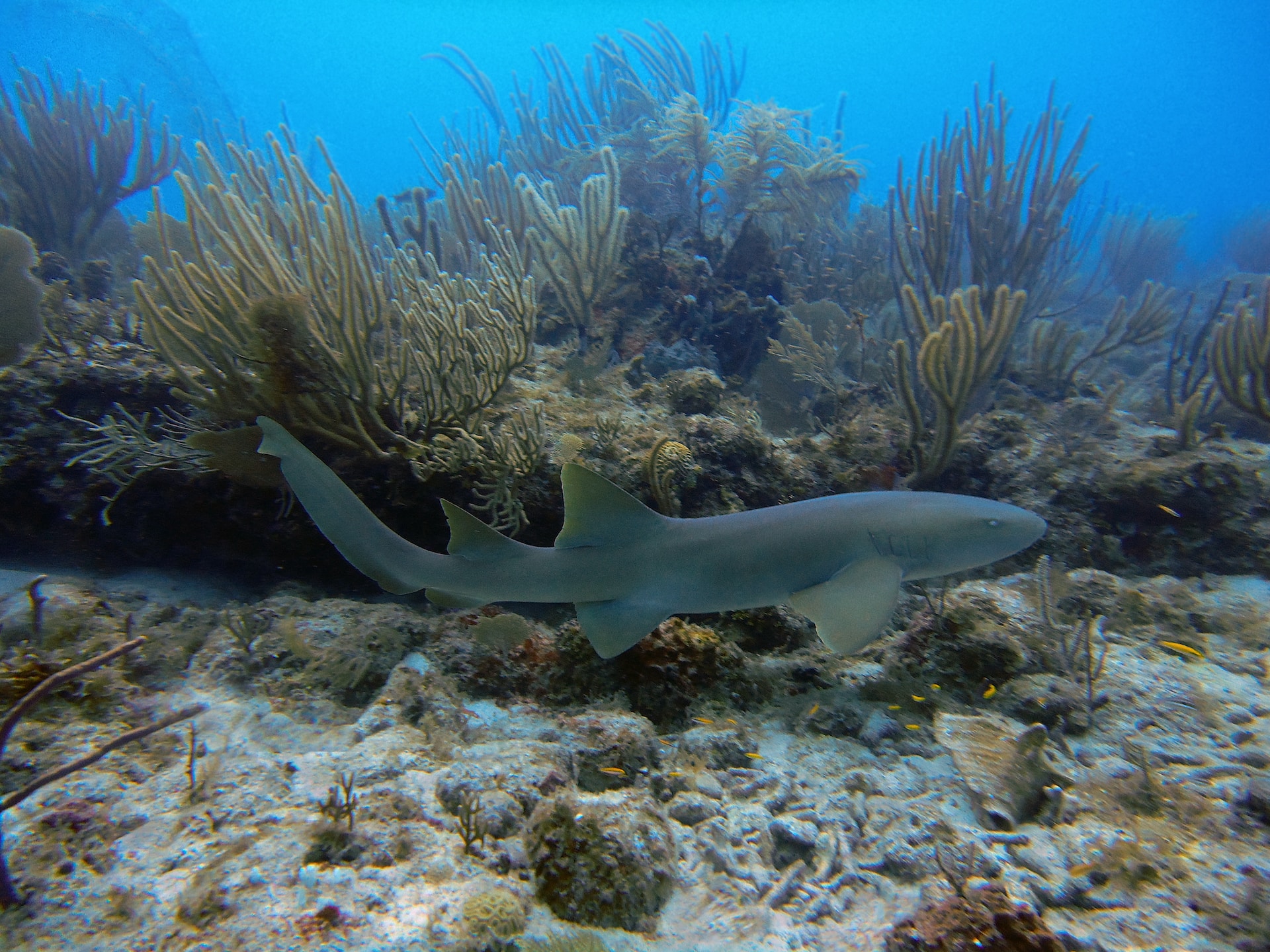 Sfortunatamente, gli squali nutrice sono diventati molto rari in Thailandia. La pesca eccessiva, la perdita di habitat e l’inquinamento hanno decimato la loro popolazione. Foto: Unsplash