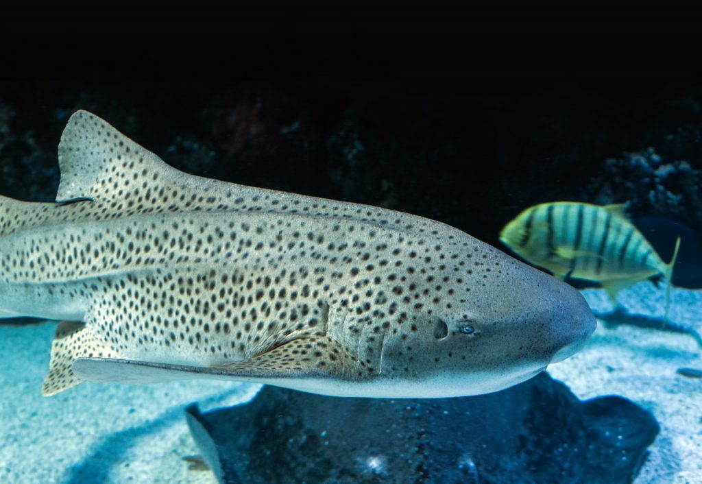 You can see leopard sharks comparatively often in Thailand. Photo: Unsplash