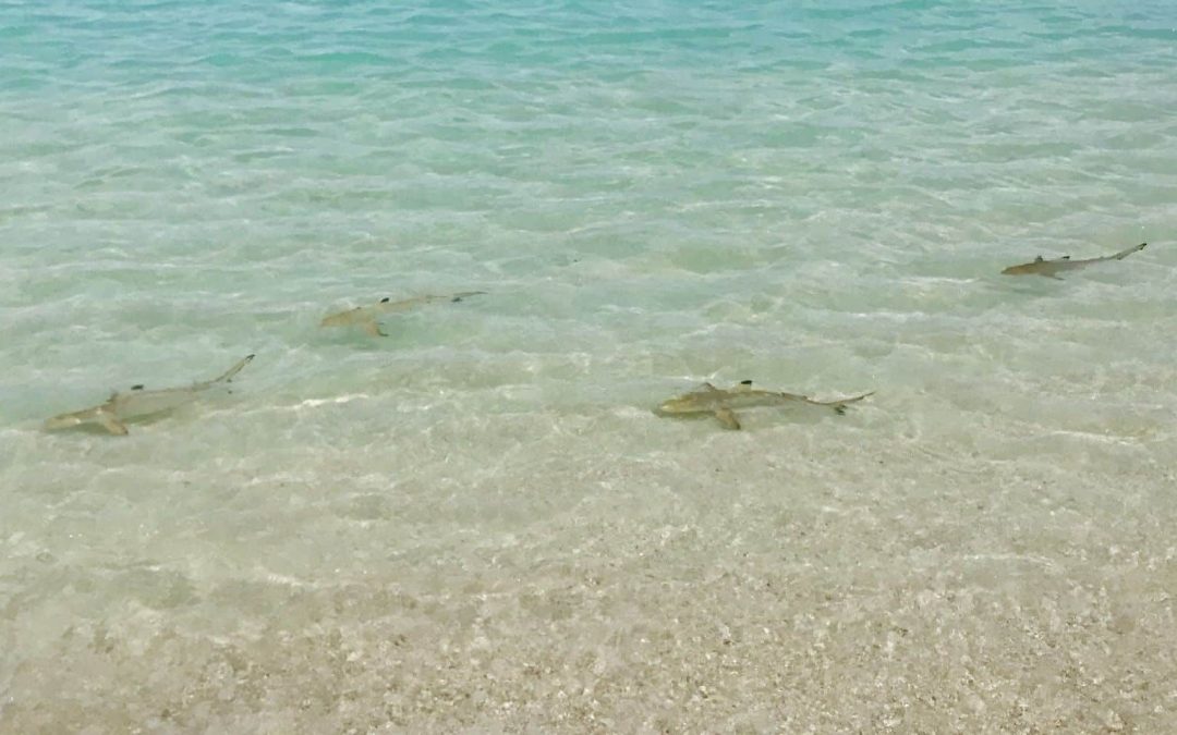 Haie der Malediven – gefährlich für Urlauber beim Schwimmen?