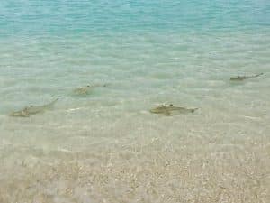 Hajer på Maldiverne: De små sorte spidser i lagunerne på nogle ferieøer er et rigtigt hajlys. Foto: Sascha Tegtmeyer