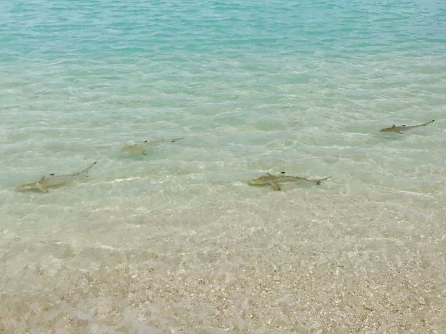 Hajarter på Maldiverna – farliga för semesterfirare när de simmar?