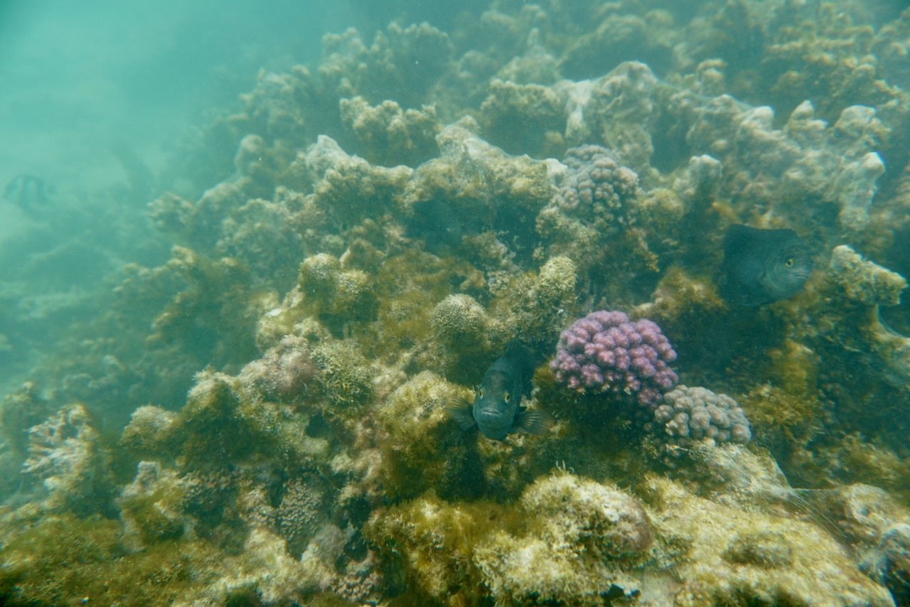 Het water in de lagunes van het eiland kan soms een beetje troebel zijn, maar over het algemeen is het snorkelen op Mauritius van wereldklasse. Foto: Sascha Tegtmeyer Snorkelen Mauritius Ervaringsrapport Tips Ervaringen