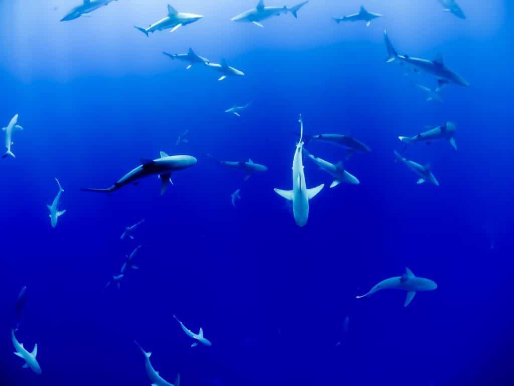 Tubarões – habitantes incompreendidos e majestosos do mar. Foto: Unsplash