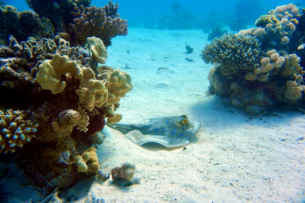 Am besten genießt man das Abendessen bei einem romantischen Dinner im Italian oder Oriental Restaurant. Mövenpick Resort Soma Bay Erfahrungen Bewertungen Erfahrungsbericht Reisebericht