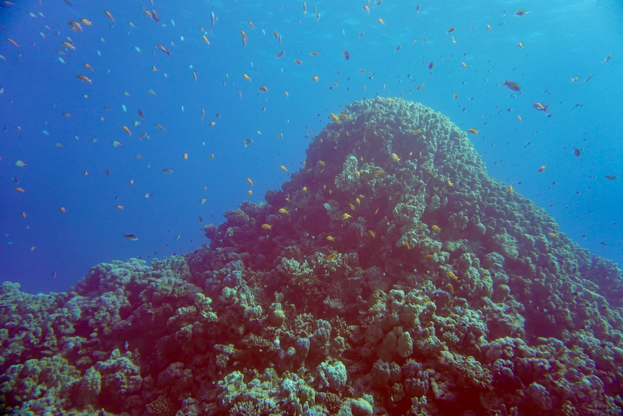 Scuba World Divers Soma Bay Diving Esperienze di Soma Bay Rapporto sul campo del blocco della barriera corallina alla barriera corallina Gota Abu Makadi. Foto: Sascha Tegtmeyer
