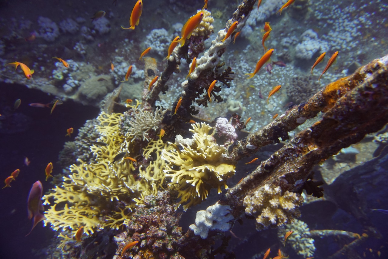 Scuba World Divers Soma Bay Diving Rapporto sulle esperienze di Soma Bay