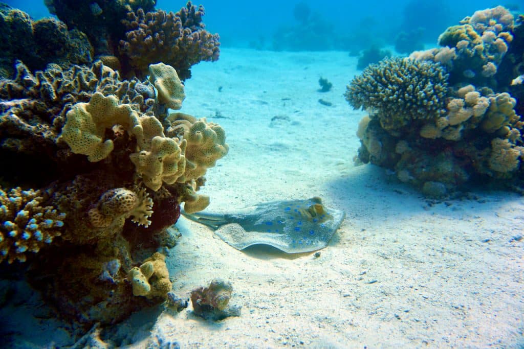 Een van de hoogtepunten was de duiklocatie Abu Hashish Lagoon ten noorden van Makadi Bay. De lagune biedt een adembenemende onderwaterwereld met kleurrijke koralen en een grote verscheidenheid aan vissoorten.