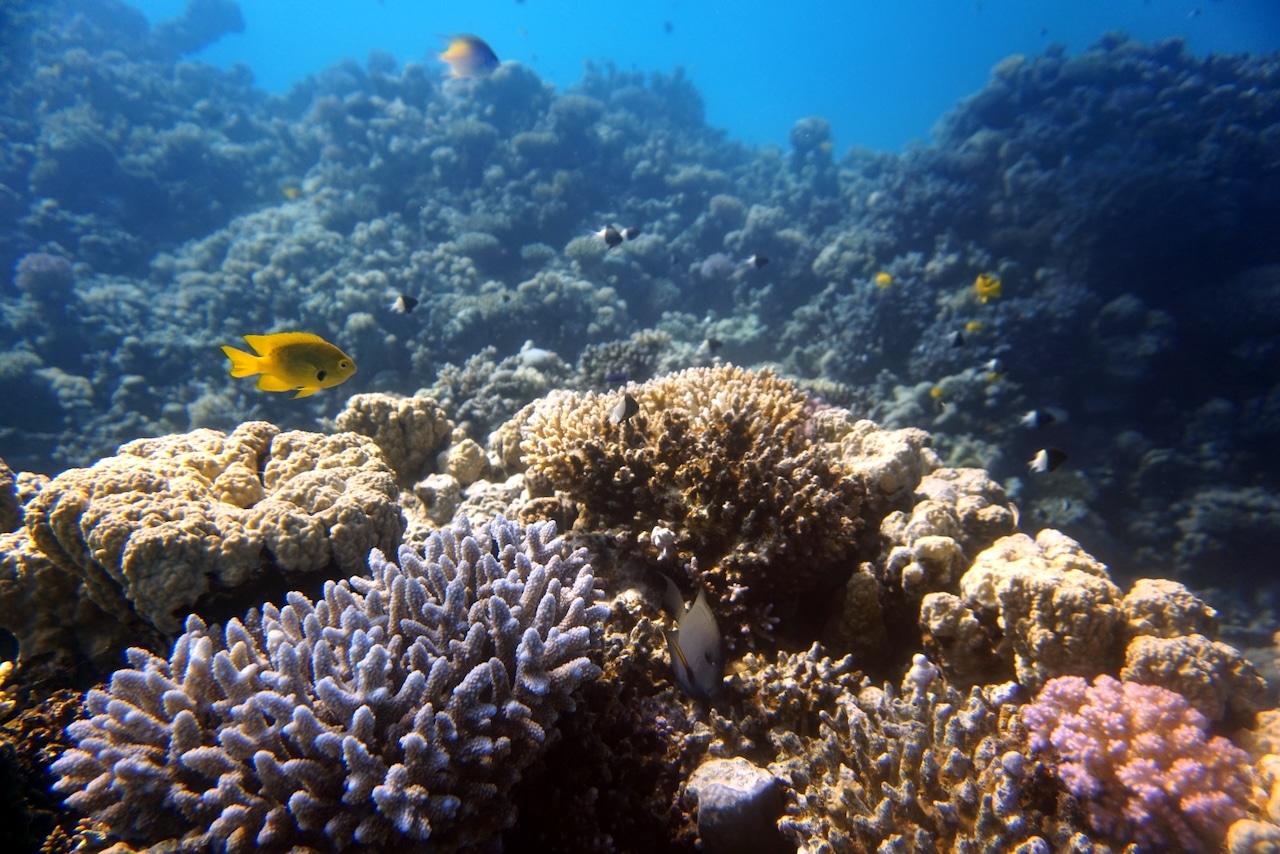 Pesci colorati e coralli nell'acqua relativamente bassa: un'immersione ideale dopo una pausa di tre anni. Foto: Sascha Tegtmeyer