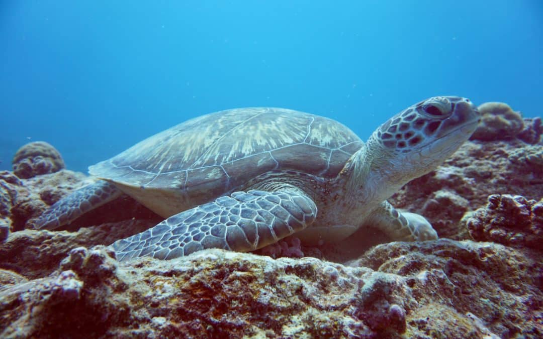 Dykning i Mauritius Review - Sköldpaddor på färgglada rev