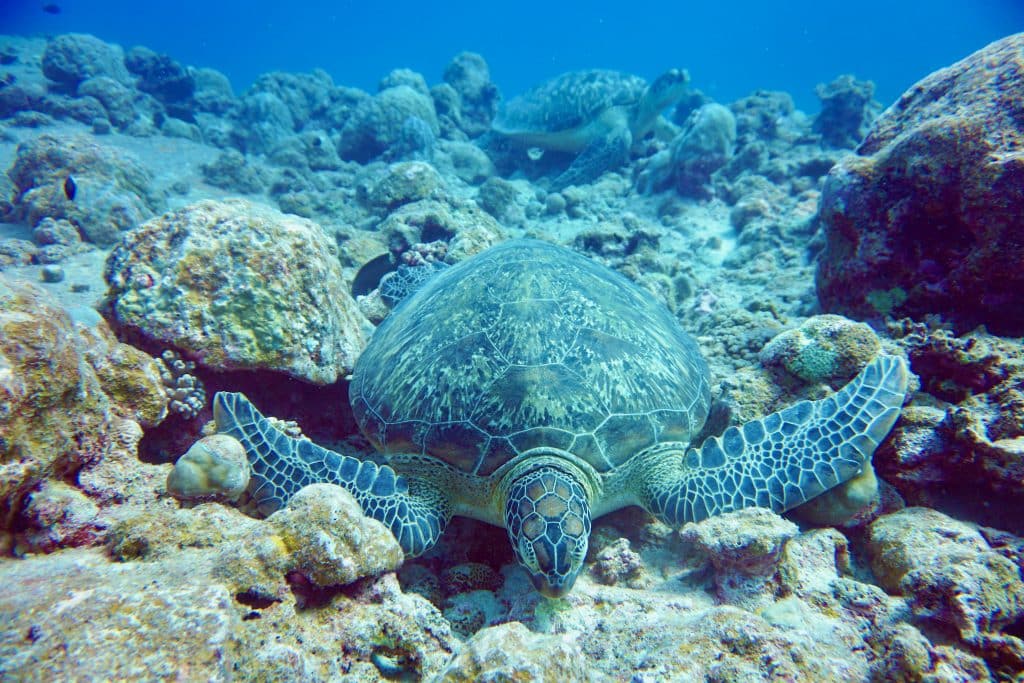 Ik heb nog nooit zoveel schildpadden tegelijk gezien als tijdens het duiken en snorkelen op Mauritius. Duiken op Mauritius ervaringsrapport tips ervaringen