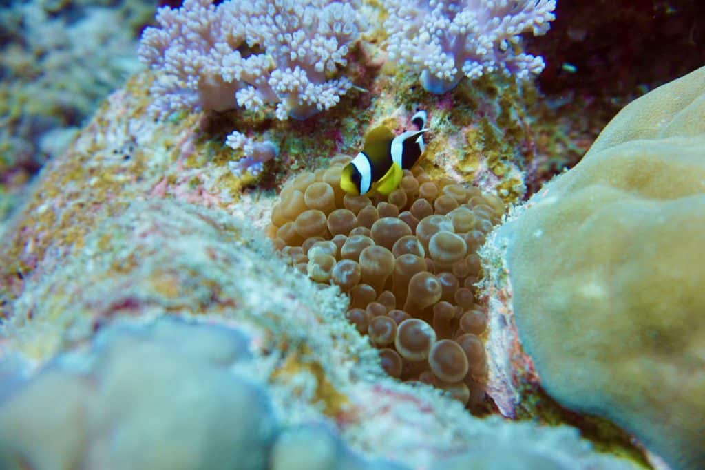 En dykkerferie er et uforglemmeligt eventyr, hvor du kan udforske den mystiske undervandsverden. Uanset om du er nybegynder eller erfaren dykker, er der mange destinationer rundt om i verden, som er perfekte til en dykkerferie. Fra turkisblåt vand og hvide sandstrande til fantastiske koralhaver og skibsvrag, er der en række dykkersteder at udforske. Oplev følelsen af ​​vægtløshed tæt på og oplev en fascinerende verden fuld af liv og farver.