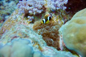 Les plongeurs en ont pour leur argent sur l'île de l'océan Indien. Le monde sous-marin à couper le souffle attire les tortues, les dauphins, des millions de poissons colorés et une eau tiède et cristalline comme dans une baignoire. Autour de l'île paradisiaque, vous pourrez découvrir de près la beauté de la mer dans toute sa splendeur et sa diversité et vivre des expériences sous-marines inoubliables. Mais qu'y a-t-il à découvrir à l'île Maurice et à quoi faut-il faire attention lors du snorkeling ? Dans mon article, j'ai rassemblé pour vous les informations les plus importantes afin que vous puissiez profiter pleinement du snorkeling à l'île Maurice. Un rapport de terrain.