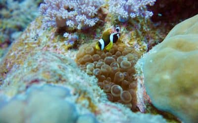 Snorkeling en Mauricio - mi informe de experiencia