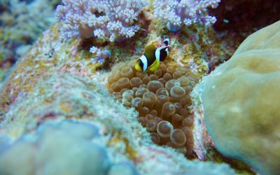 Schnorcheln auf Mauritius – mein Erfahrungsbericht