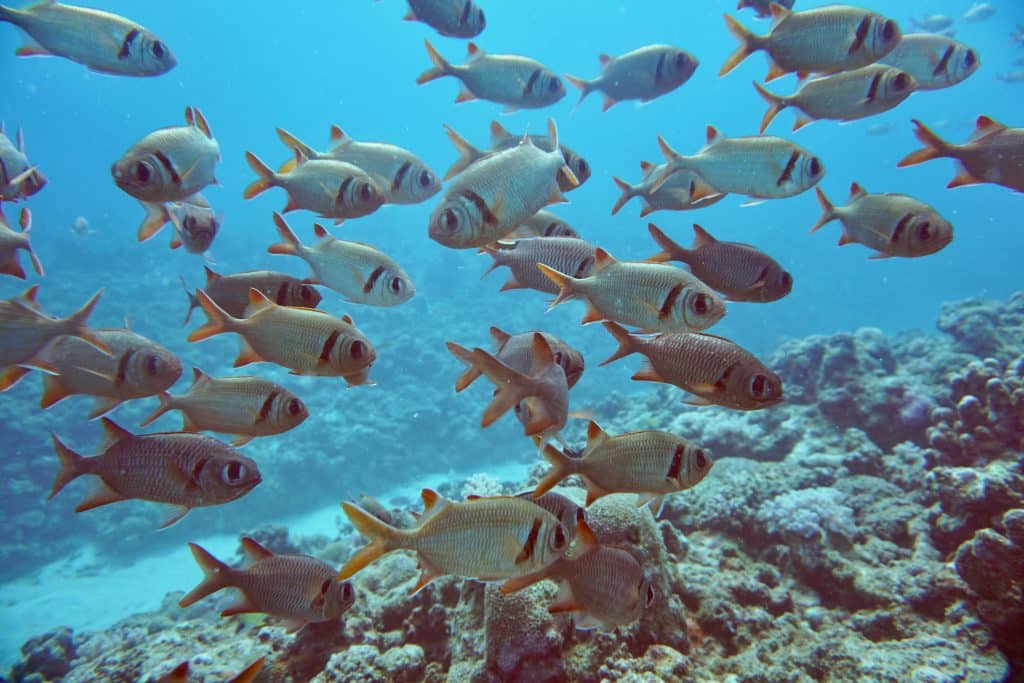 Les récifs coralliens autour de Maurice sont un habitat important pour une variété de vie marine, notamment des coraux colorés, des poissons tropicaux, des raies et des tortues. Plongée à l'île Maurice rapport d'expérience conseils expériences