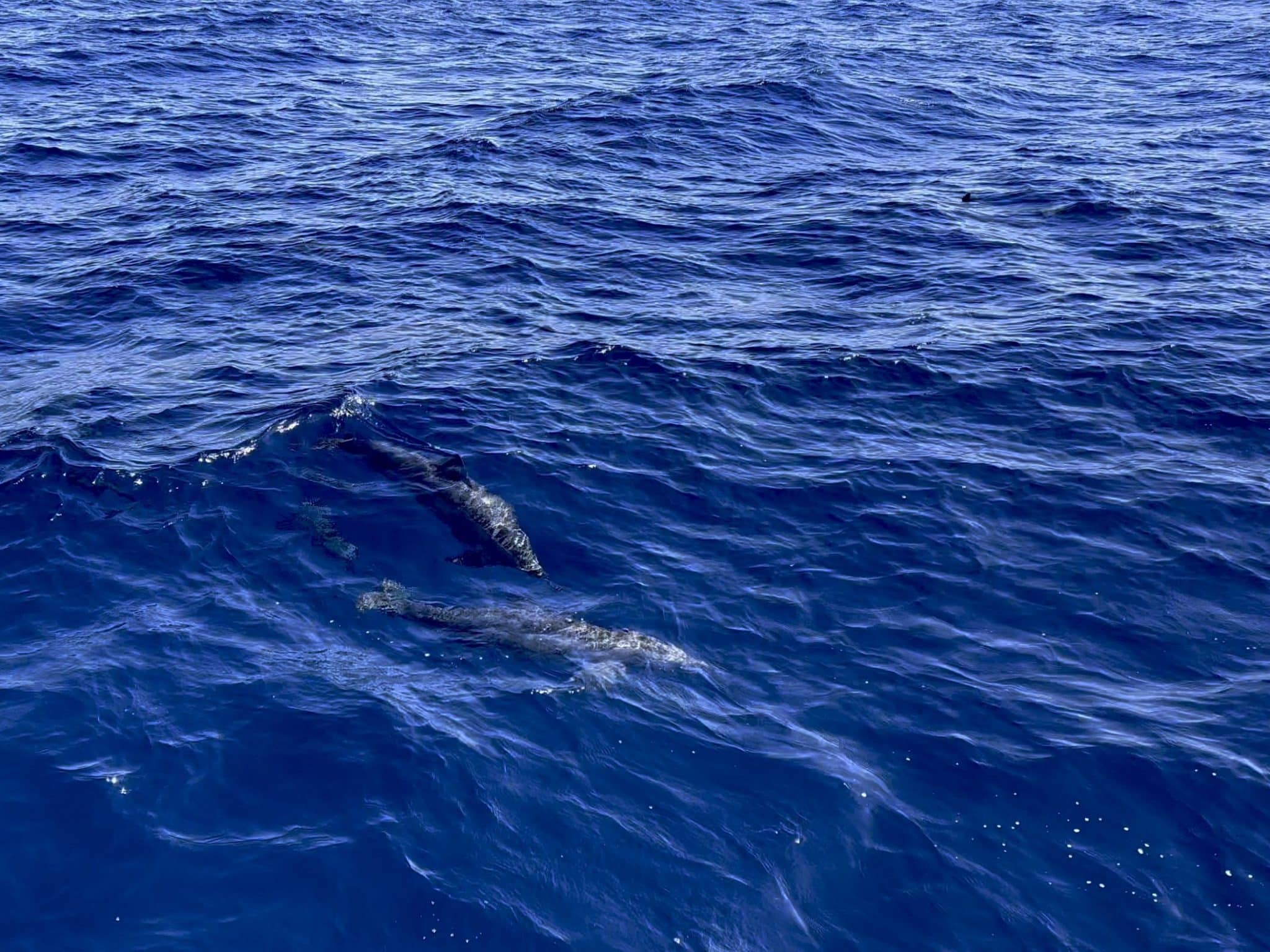 Zwemmen met dolfijnen vanaf het land is ook zelden mogelijk. Om een ​​groep vrijlevende dolfijnen echt te ontmoeten moet je echter vaak wat langer onderweg zijn en echt een beetje geduld hebben.