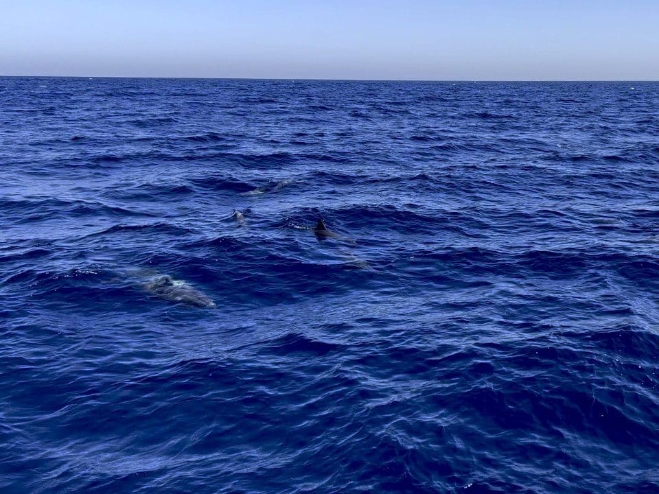 Delfini nel Mar Rosso: nuotare con i delfini in Egitto è molto controverso Tuttavia, anche nuotare con i delfini nel Mar Rosso è molto controverso. In particolare, i tour commerciali dei delfini e i viaggi che visitano i delfini dalla terraferma sono stati pesantemente criticati dagli ambientalisti. A ragione: i tour commerciali si guadagnano da vivere portando i partecipanti in acqua con i delfini. L'esperienza di nuoto con i delfini a Hurghada è particolarmente negativa.