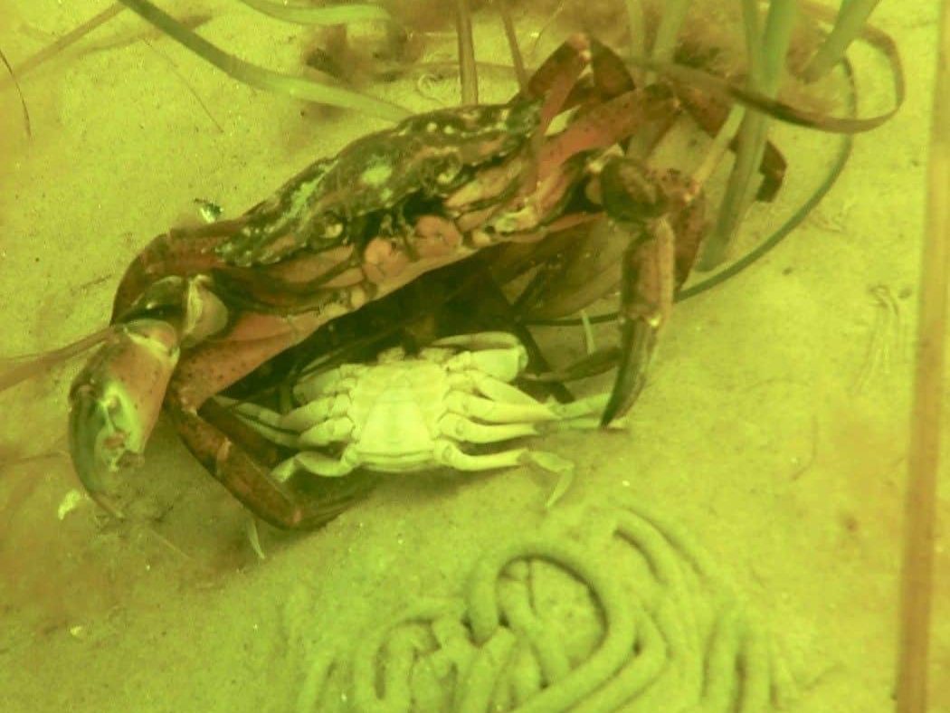 Am Meeresgrund gibt es einiges zu entdecken: Wenn man so will, ist die Ostsee ein toller Critter-Spot. Foto: Sascha Tegtmeyer