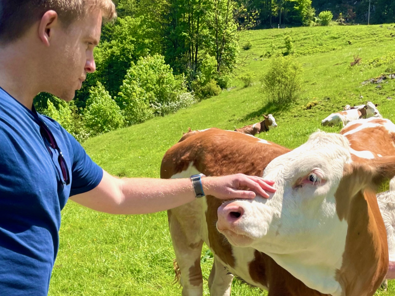 My new favorite leisure activity: stroking cows. Travel Report Fieberbrunn Pillerseetal experiences tips sights activities