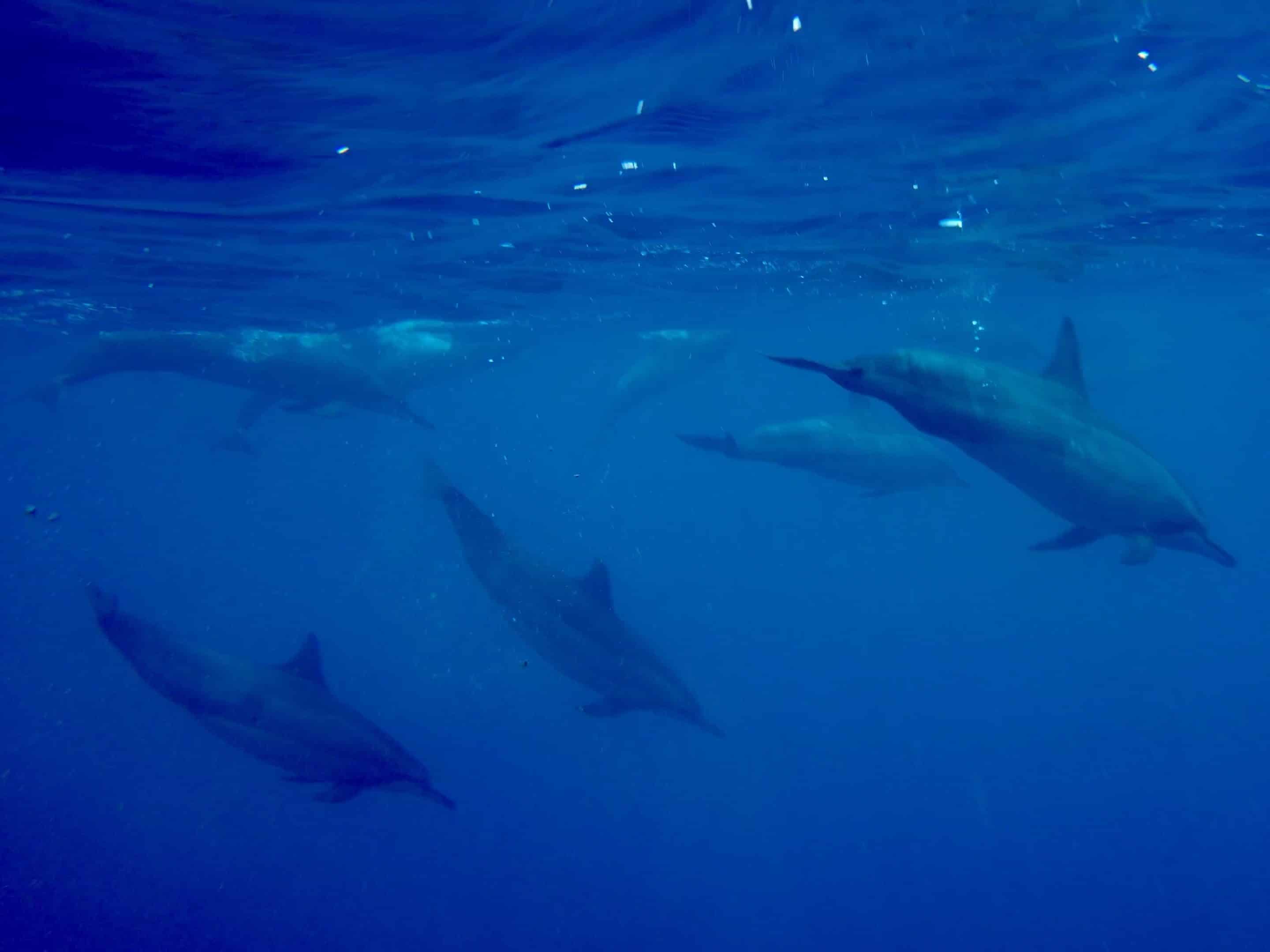 Snorkling med delfiner är en av de mest spektakulära aktiviteterna på Mauritius Foto: Sascha Tegtmeyer