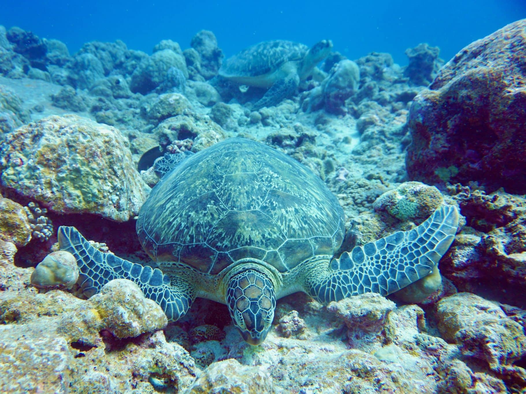 Du kan se mange flere havdyr, når du dykker i Mauritius - men du skal også have et dykkercertifikat. Hvis du bare vil hurtigt ud i vandet, er snorkling på Mauritius dit første valg. Foto: Sascha Tegtmeyer Dykning i Mauritius Erfaringsrapport Tips Oplevelser