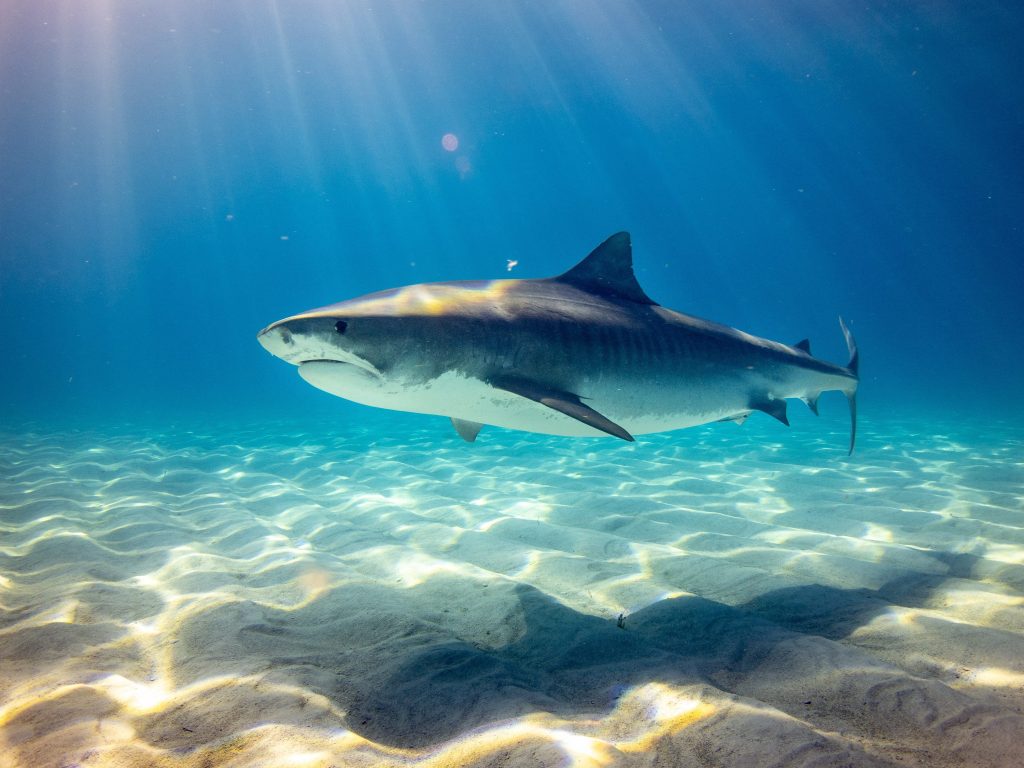 Great white sharks, bull sharks and tiger sharks (pictured) are most likely to be dangerous to humans. Photo: Unsplash