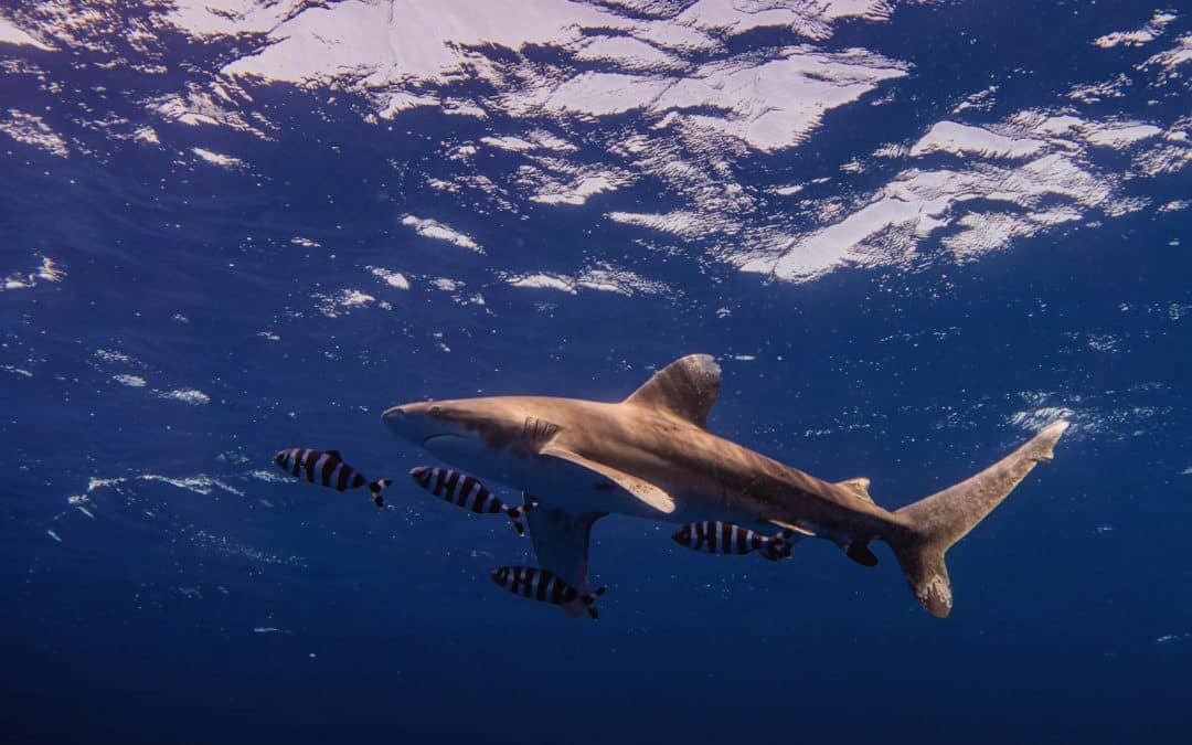 Especies de tiburones en el Mar Rojo: ¿peligrosas para los turistas cuando nadan?