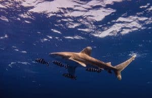 Veel vakantiegangers willen op vakantie in Egypte gaan zwemmen, snorkelen of duiken en vragen zich af welke haaiensoorten inheems zijn in de Rode Zee. Vooral duikers en snorkelaars gaan bewust op zoek naar de grote roofvissen. Af en toe hoor je zelfs over aanvallen van haaien op mensen tussen Hurghada, Safaga, El Quseir en Marsa Alam of nabij Sharm El Sheikh in de Sinaï, waarbij vakantiegangers gewond of zelfs gedood worden. Bestaat er dus gevaar voor mensen? Hoeveel haaienaanvallen zijn er in Egypte? We maken duidelijk welk zeedier in de Rode Zee echt heel gevaarlijk is - en niet de haai, zoveel kan van tevoren worden onthuld.