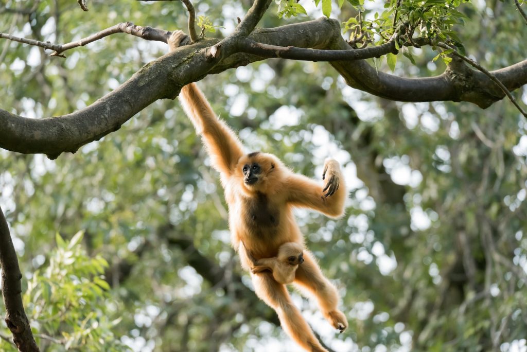 The Gibbon Rehabilitation Project (GRP) is a rescue center for white-handed gibbons and at the same time an initiative that works to preserve and restore an important ecosystem (symbolic image).