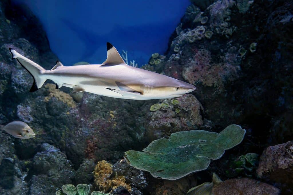 een grote witte haai die over een koraalrif zwemt
