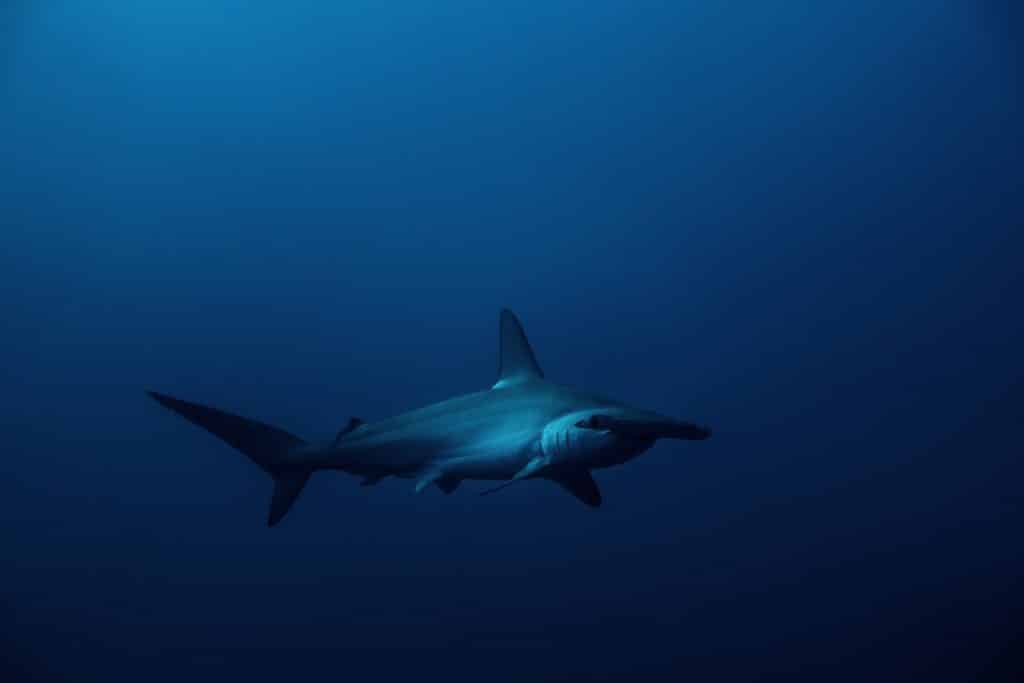 Wat Moeder Natuur dacht – naar mijn mening is de hamerhaai een van de mooiste haaiensoorten in de Rode Zee. Je kunt het zien bij Daedalus Reef.