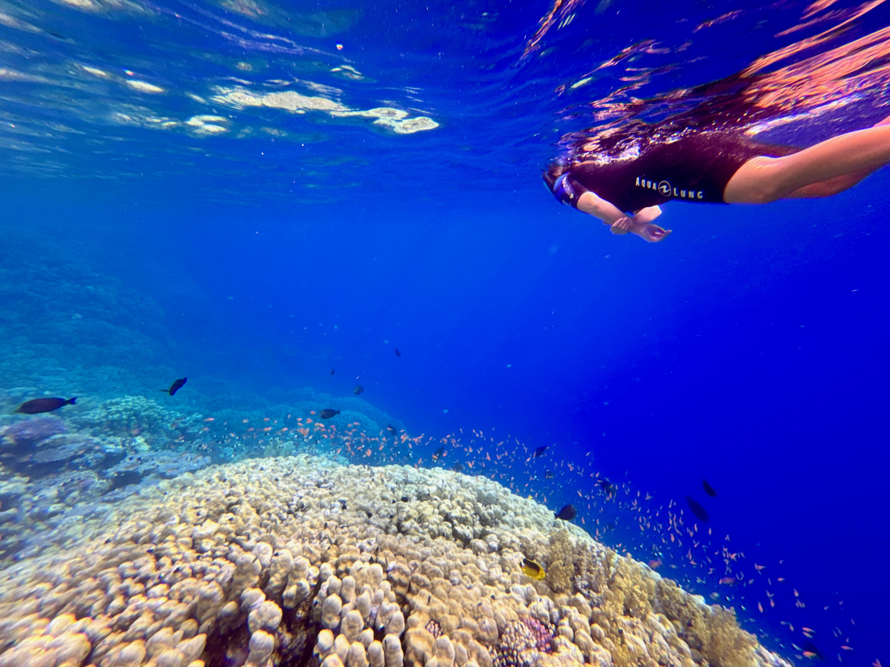 While snorkeling you can discover the reef of Abu Dabbab. Photo: Sascha Tegtmeyer Hilton Marsa Alam Nubian Resort Experiences Reviews