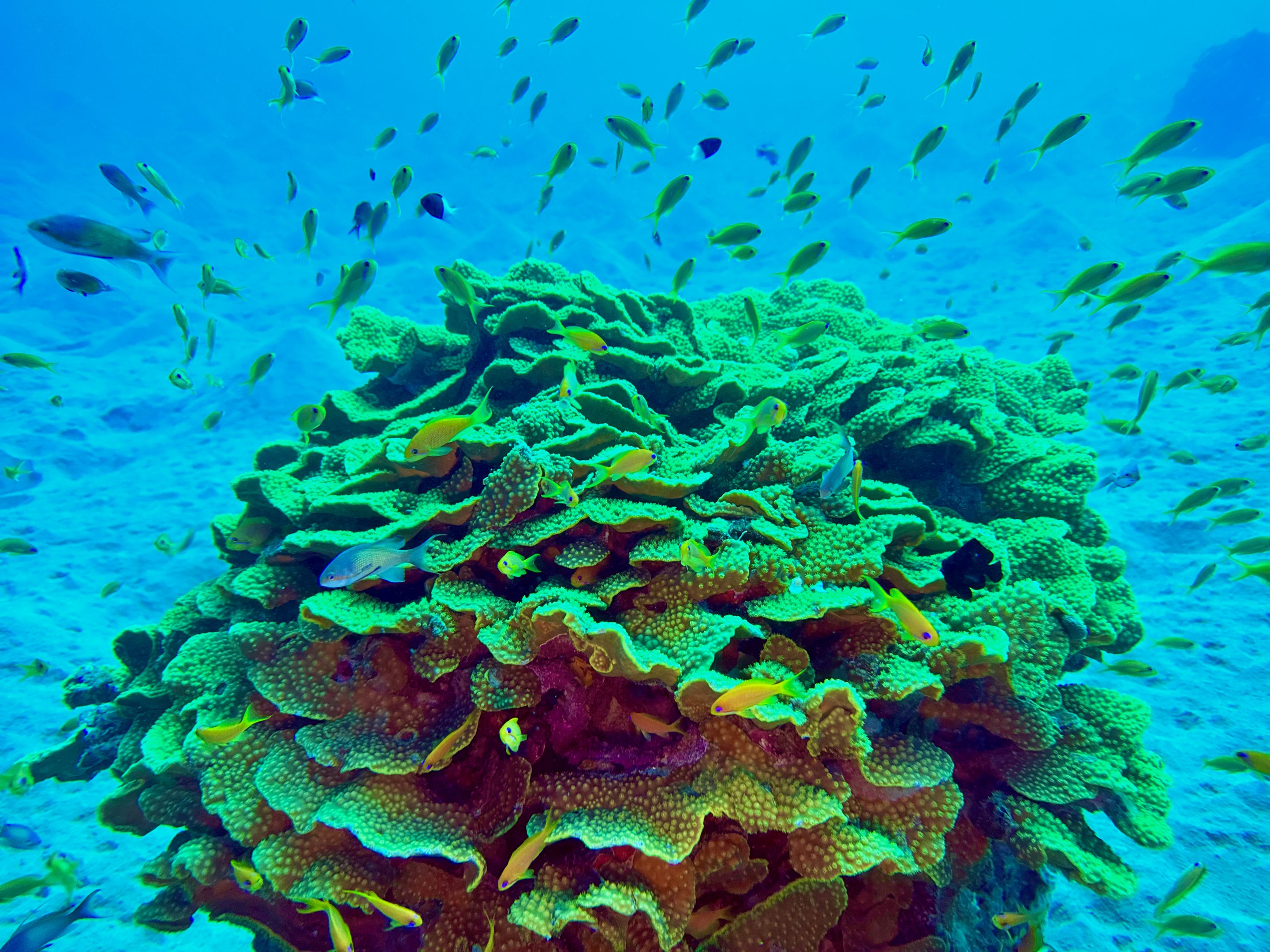 Abu Dabbab offre un mondo sottomarino incredibilmente impressionante con coralli colorati, innumerevoli pesci e tartarughe.