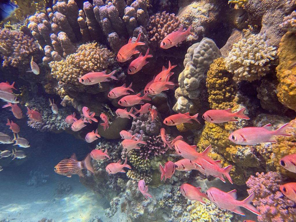 Aan de noordkant van Abu Dabbab vind je veel kleurrijke vissen en prachtige koralen. Foto: Sascha Tegtmeyer