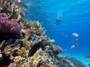 La baie d'Abu Dabbab, entre Port Ghalib et Marsa Alam, est l'une des plus belles baies du sud de l'Égypte. Dans la réserve naturelle, vous pourrez observer de magnifiques récifs coralliens, des poissons colorés et de nombreuses créatures marines comme des tortues, des raies, des dauphins et même des lamantins. À quoi ressemble la plongée en apnée à Abu Dabbab ? Qu'y a-t-il à découvrir ? Et un voyage depuis Hurghada en vaut-il la peine ? Dans mon rapport d'expérience, j'ai rassemblé des conseils utiles, mes recommandations et tout ce qu'il faut savoir sur la baie.