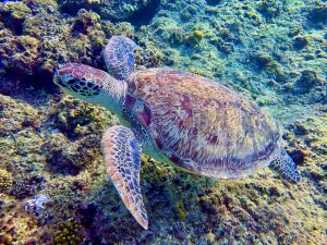 Farverige koraller og millioner af fisk, endeløse skildpadder og, med lidt held, chancen for at møde en manatee - dykning i Abu Dabbab er en af ​​de smukkeste undervandsoplevelser i det sydlige Røde Hav i Egypten. Blue Ocean Dive Center ligger midt på bugtens brede strand og tilbyder derfor det bedste udgangspunkt for alle dyk. Jeg rejste med dykkercentret og så på skønheden i undervandsverdenen, mens jeg dykkede i Abu Dabbab. I min anmeldelse vil jeg gerne dele mine – ret positive – erfaringer med Blue Ocean Dive Center Abu Dabbab med dig. Foto: Sascha Tegtmeyer Dykkeroplevelser i Abu Dabbab Blue Ocean Dive Center